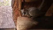 Bush Baby Tenants| Backyard Nature