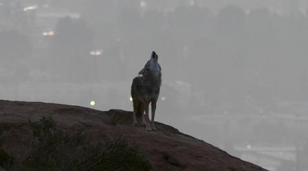 Video thumbnail: Earth Focus Coyotes and P22