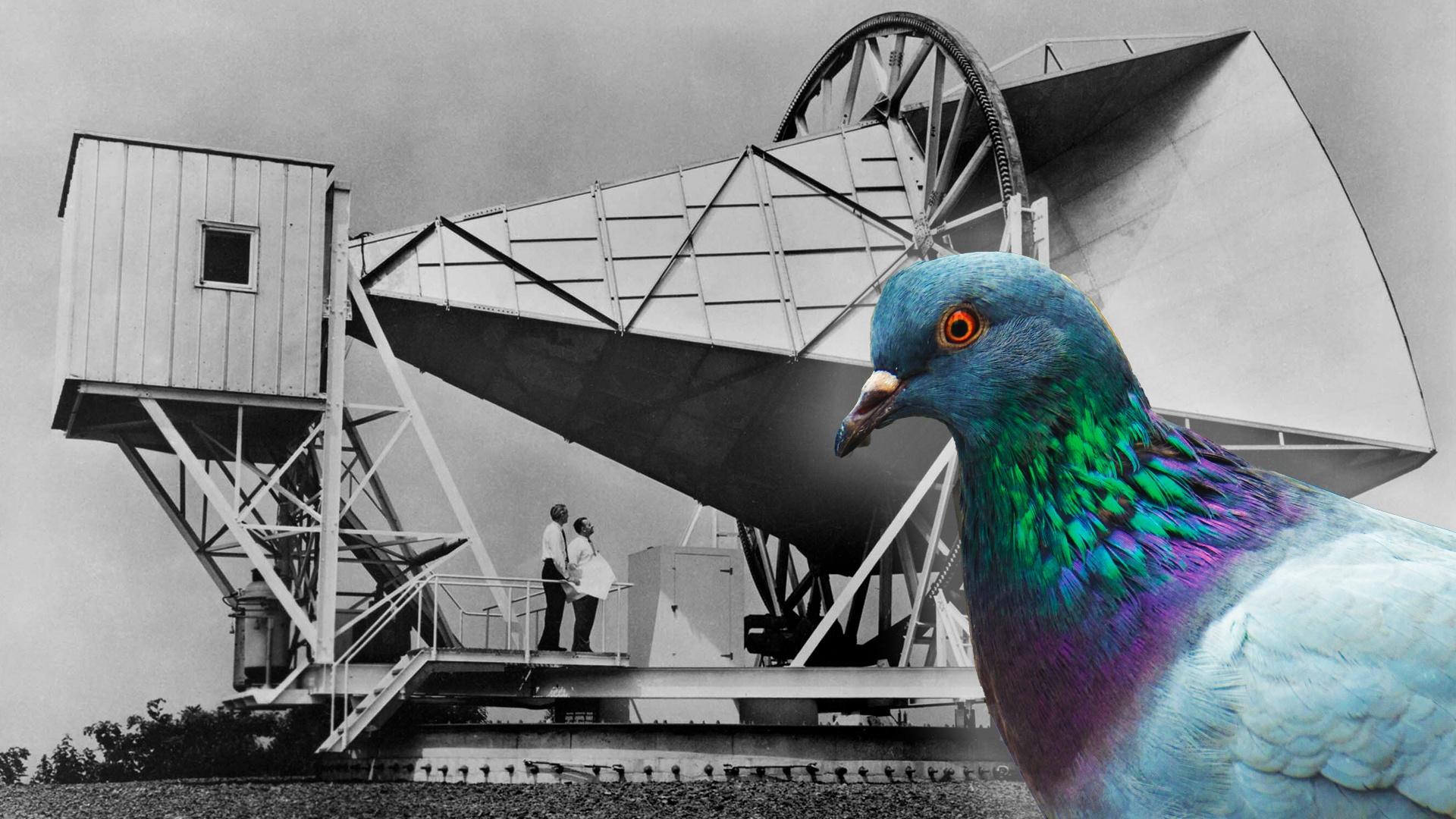 How Pigeon Poop Helped Unlock the Universe’s Secrets | Fascinating ...