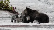 Delisting The Grizzly/ Water Rights Process