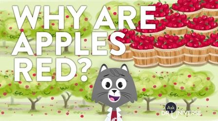Video thumbnail: Ask Dr. Universe Why Are Apples Red?