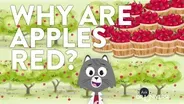 Why Are Apples Red?