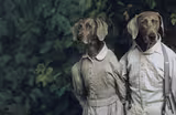 Artist William Wegman and his Weimaraner muses