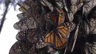 In Pilsen, Monarch Butterflies a Source of Joy and Education