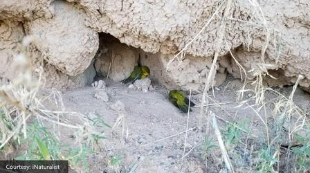 Video thumbnail: New Mexico In Focus Rev. William Barber & Mysterious Bird Deaths | 9.18.20