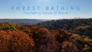 Forest Bathing: The Healing Nature of Nature