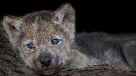 Video thumbnail: SCI NC Why Dogs Are Easier To Train Than Wolves