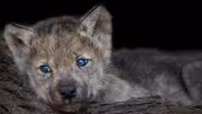 Why Dogs Are Easier To Train Than Wolves