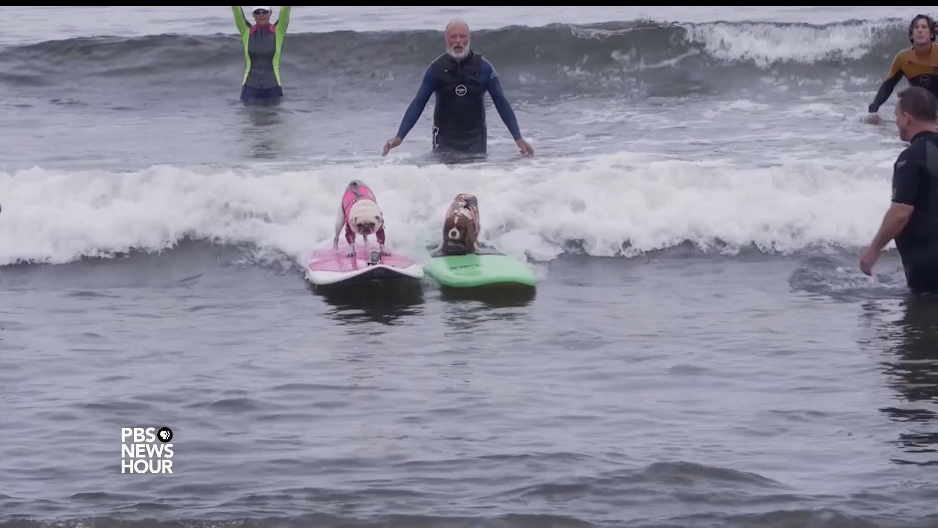 A surfing contest where everyone doggie paddles