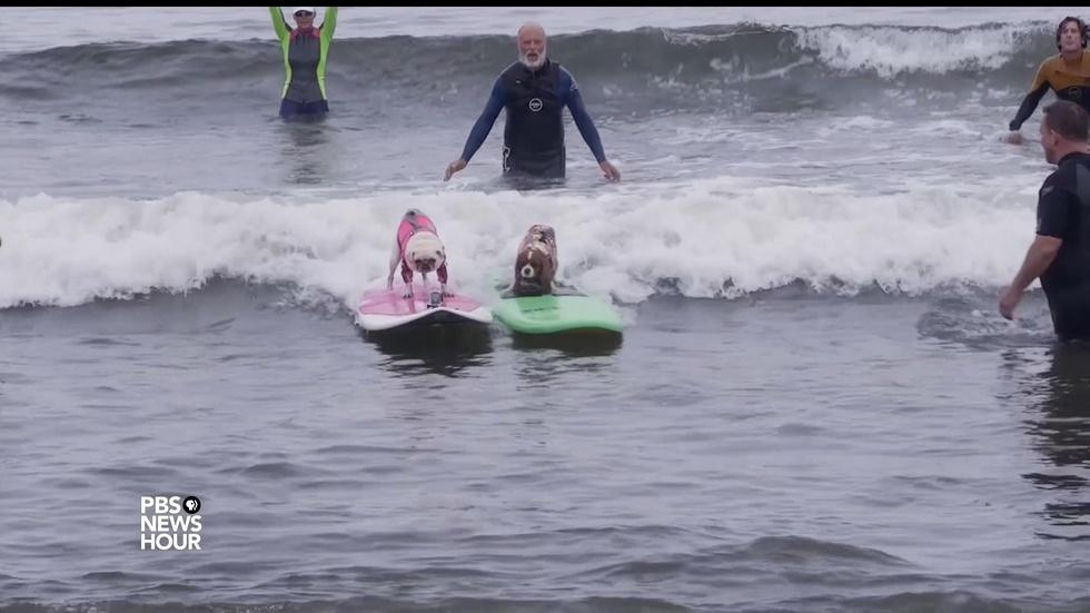 A surfing contest where everyone doggie paddles image