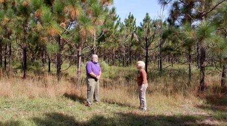 Video thumbnail: Making It Grow Longleaf Pine Research