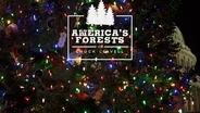 TRAILER | USCT | America's Forests with Chuck Leavell | U.S. Capitol Christmas