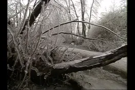 Ice Storm '98: Reclaiming the Forest