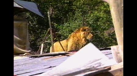 Video thumbnail: Idaho Experience Preview of "Ligertown"