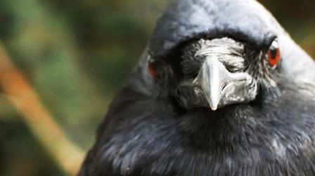 Video thumbnail: Deep Look You've Heard of a Murder of Crows. How About a Crow Funeral?