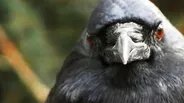 You've Heard of a Murder of Crows. How About a Crow Funeral?