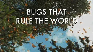 Bugs That Rule the World: Lifegivers | Preview