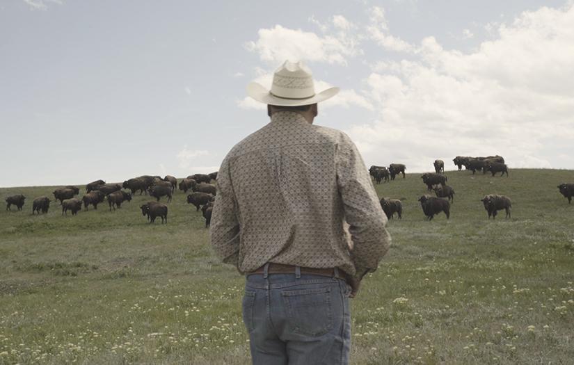 Follow a group of Blackfoot working to right historic wrongs by returning wild bison to their lands.