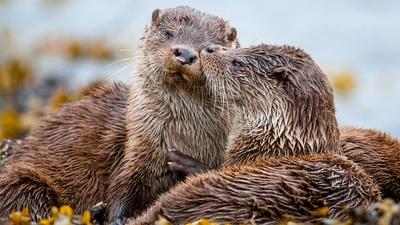 Preview of Parenthood 