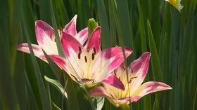 Video thumbnail: Volunteer Gardener Volunteer Gardener 2744