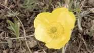 Snow Buttercup