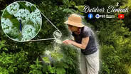 Cow Parsnip:Pollinator Magnet