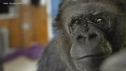 REMEMBERING KOKO