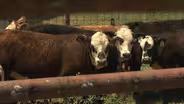 An app for cattle ranchers