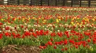 Volunteer Gardener 3412