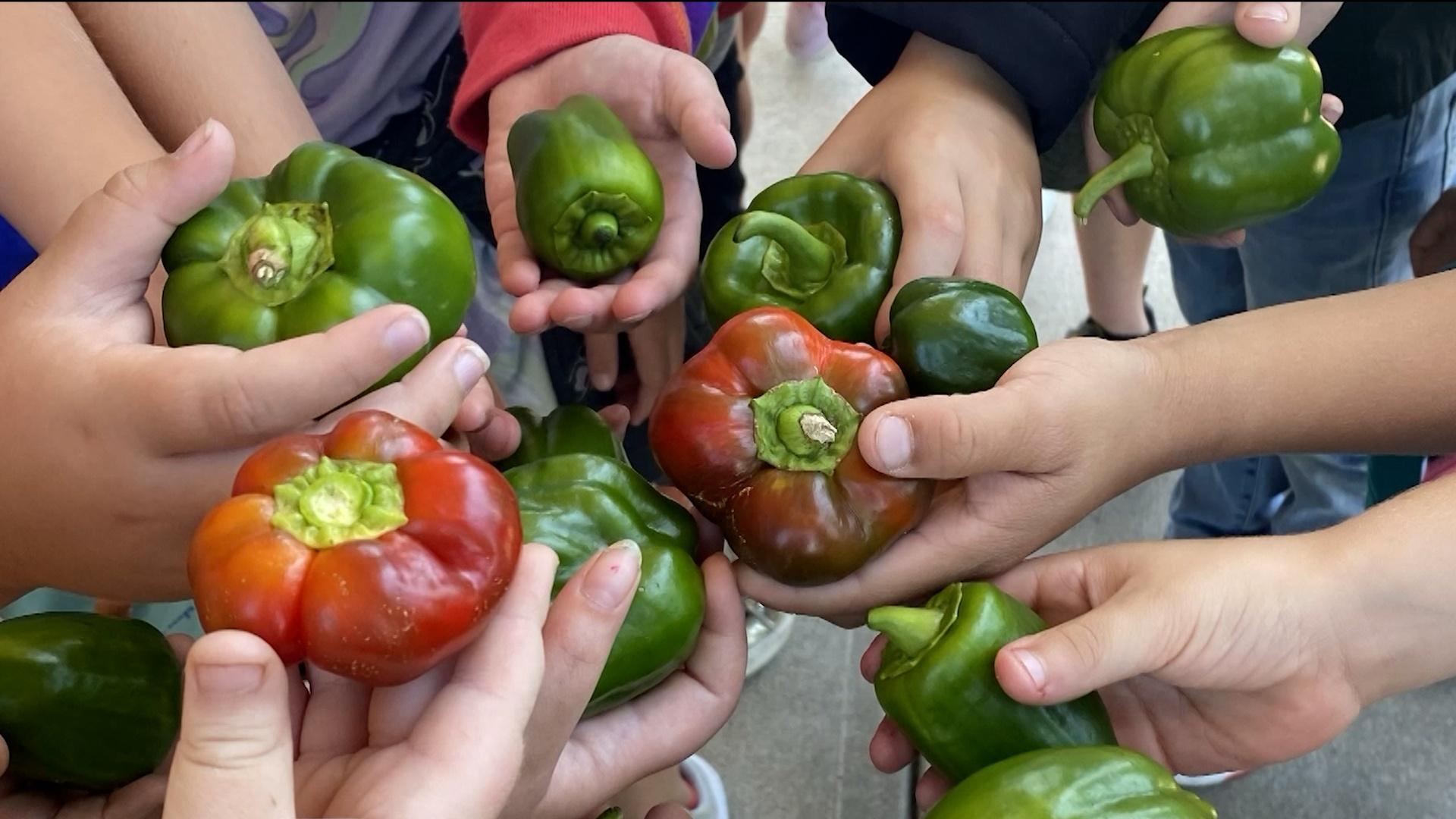 Schools Going "All in for Ag"