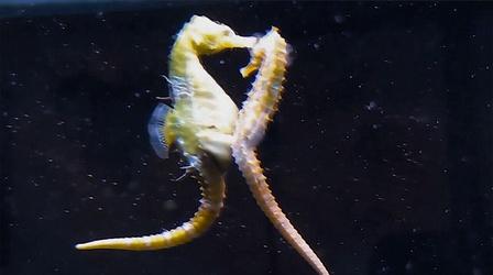 Video thumbnail: KLRN SciTech Now Jan. 11, 2018 | Weird stuff about Sea Horses