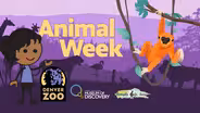 Animals in the Neighborhood (Spanish CC)