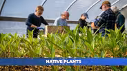 Native Plants