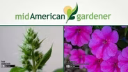 May 4, 2017: Mid-American Gardener with Mike Brunk