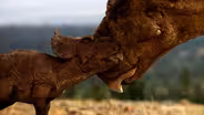 Baby Pachyrhinosaurus Struggles to Survive in the Wilderness