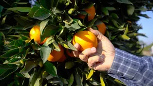 California Navel Oranges