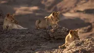 Desert Lion Cubs Hunt at Night