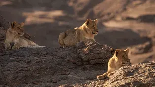 Desert Lion Cubs Hunt at Night