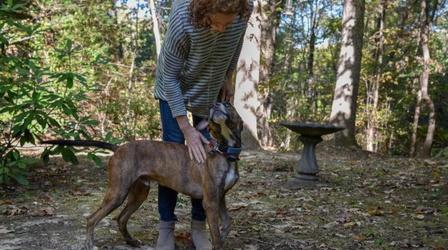 Video thumbnail: UNC Media Hub Glimmers of Goodness in Puerto Rican Animal Welfare