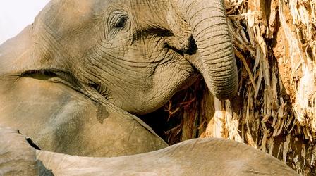 Video thumbnail: The Green Planet Why Elephants Eat the Baobab Tree