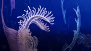 The Huge Extinctions We Are Just Now Discovering