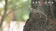 UA Plants, Quad Guy