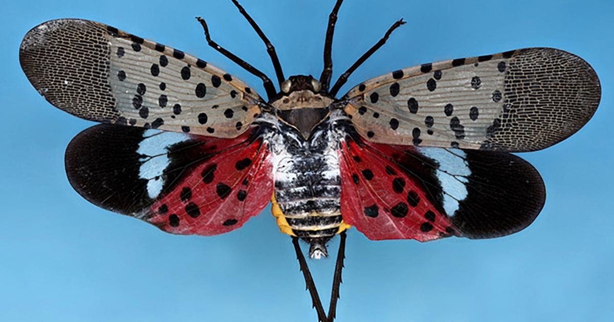 Ri State Insect Rhode Island PBS Weekly | Window on Rhode Island: The Nature Lab ...