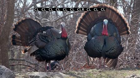 Video thumbnail: Maine Public Film Series Turkey Town