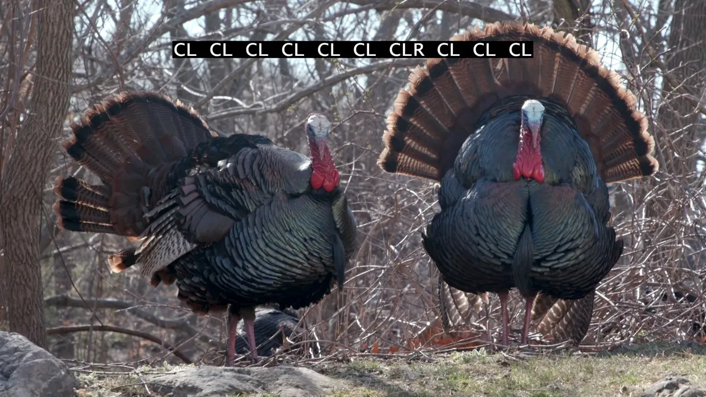 Turkey Town