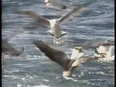 New England Fishermen: Spots