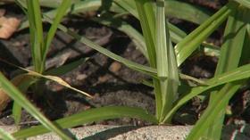 Video thumbnail: Backyard Farmer Backyard Farmer: Yellow Nutsedge in Turf