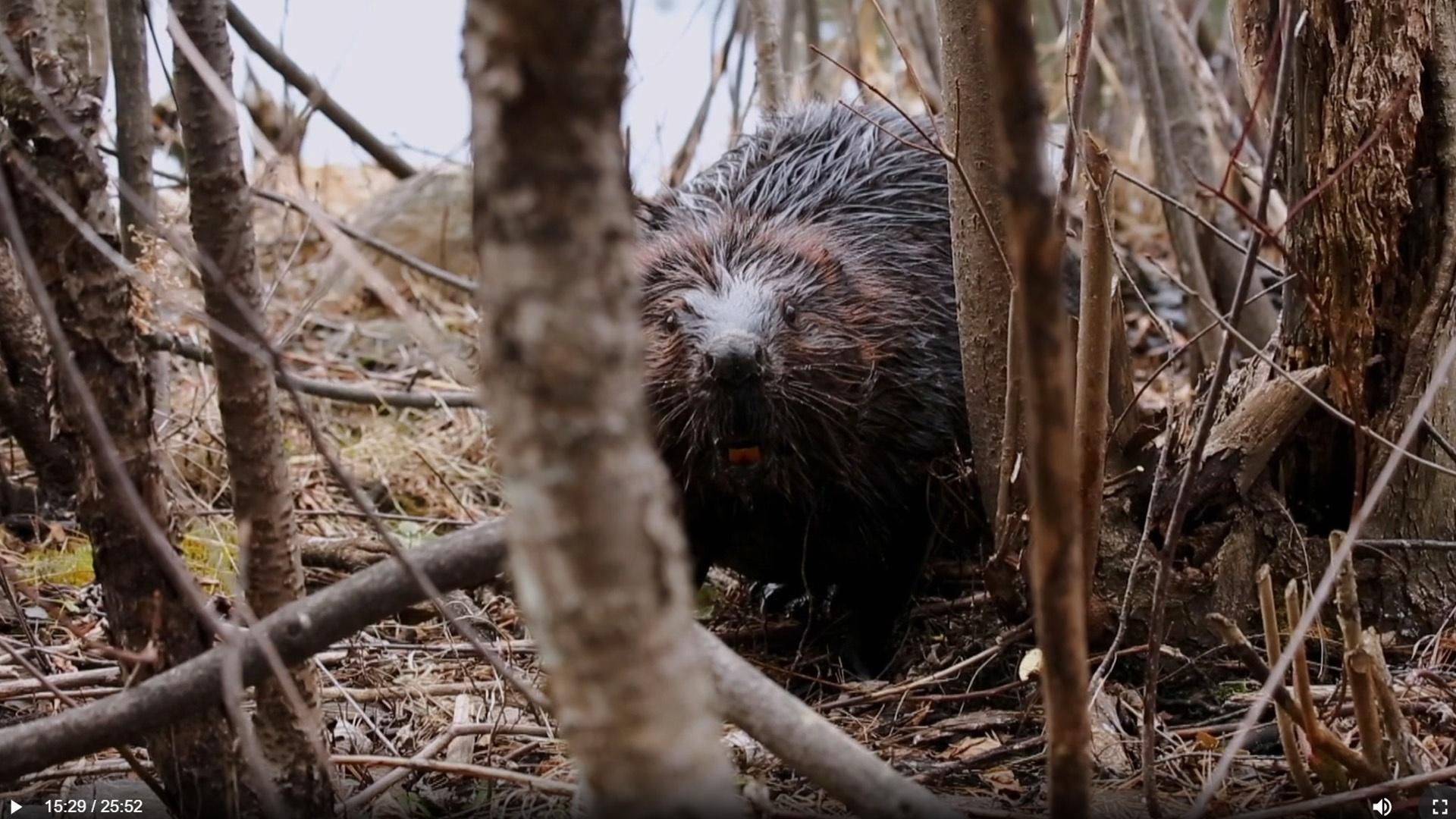 Beavers are nature’s engineers who are reviving areas of the drought-stricken West.