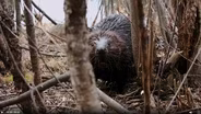 Dam it; Beavers to the Rescue