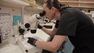 The Dig: Zebrafish in the Lab